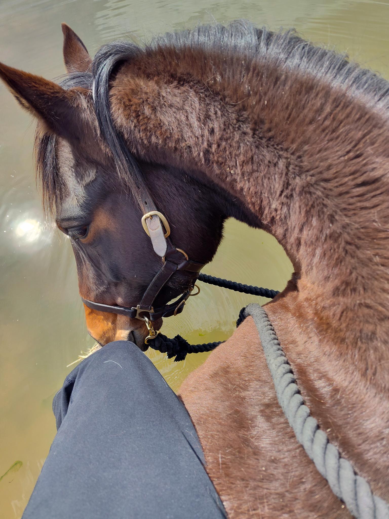 Peaceful moment on horseback